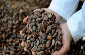 San Francisco Cuapan te espera el Viernes Santo en la Feria del Cacao