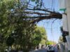 La caída de un árbol y un espectacular, saldo de los vientos en Cholula