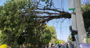 La caída de un árbol y un espectacular, saldo de los vientos en Cholula