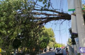 La caída de un árbol y un espectacular, saldo de los vientos en Cholula