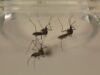 Sin contagio ni defunciones por dengue en las últimas 24 horas.