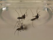 Sin contagio ni defunciones por dengue en las últimas 24 horas.