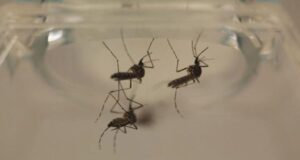 Sin contagio ni defunciones por dengue en las últimas 24 horas.