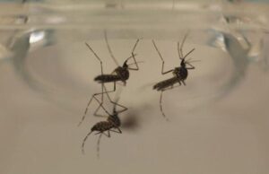 Sin contagio ni defunciones por dengue en las últimas 24 horas.