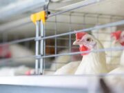 Sin casos de gripe aviar en Puebla