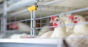 Sin casos de gripe aviar en Puebla