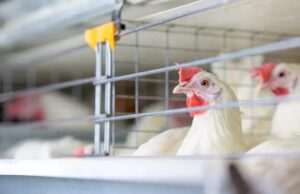 Sin casos de gripe aviar en Puebla