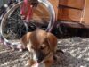 Quieres apoyar al refugio “Huellitas con Alma” adopta