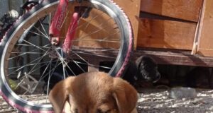 Quieres apoyar al refugio “Huellitas con Alma” adopta