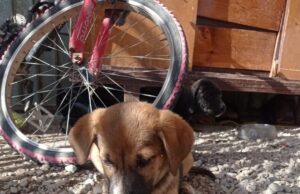 Quieres apoyar al refugio “Huellitas con Alma” adopta