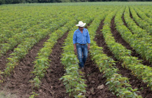 Armenta impulsa la industrialización del cáñamo de forma sostenible