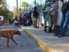 En Coronango inicia jornada de esterilización gratuita de mascotas