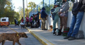 En Coronango inicia jornada de esterilización gratuita de mascotas