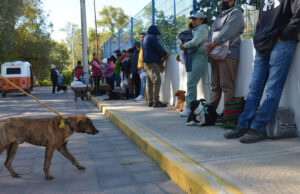 En Coronango inicia jornada de esterilización gratuita de mascotas
