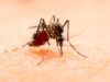 Casos de dengue en Puebla están presentes en 71 municipios