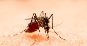Casos de dengue en Puebla están presentes en 71 municipios