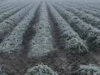 Frente frío 15 provoca descenso de temperatura y lluvias en Puebla
