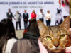 Más de 200 mascotas fueron esterilizadas en megajornada en San Pedro Cholula