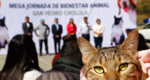 Más de 200 mascotas fueron esterilizadas en megajornada en San Pedro Cholula