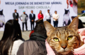 Más de 200 mascotas fueron esterilizadas en megajornada en San Pedro Cholula