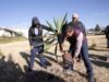 Con siembra de 1,200 árboles, Lupita Cuautle fomenta entornos sanos