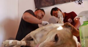 Indignación por el ataque contra “Gordita”