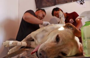 Indignación por el ataque contra “Gordita”