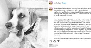 Fallece Chichi, aseguran fue de tristeza