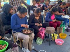 Pela de nuez se convierte en atractivo para Yancuitlalpan