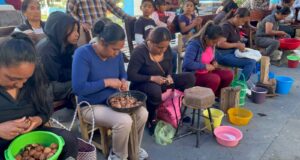 Pela de nuez se convierte en atractivo para Yancuitlalpan