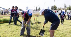 Realiza Lupita Cuautle jornada de reforestación en San Antonio Cacalotepec