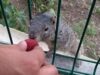 Llaman a no alimentar a las ardillas en Cholula