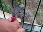Llaman a no alimentar a las ardillas en Cholula